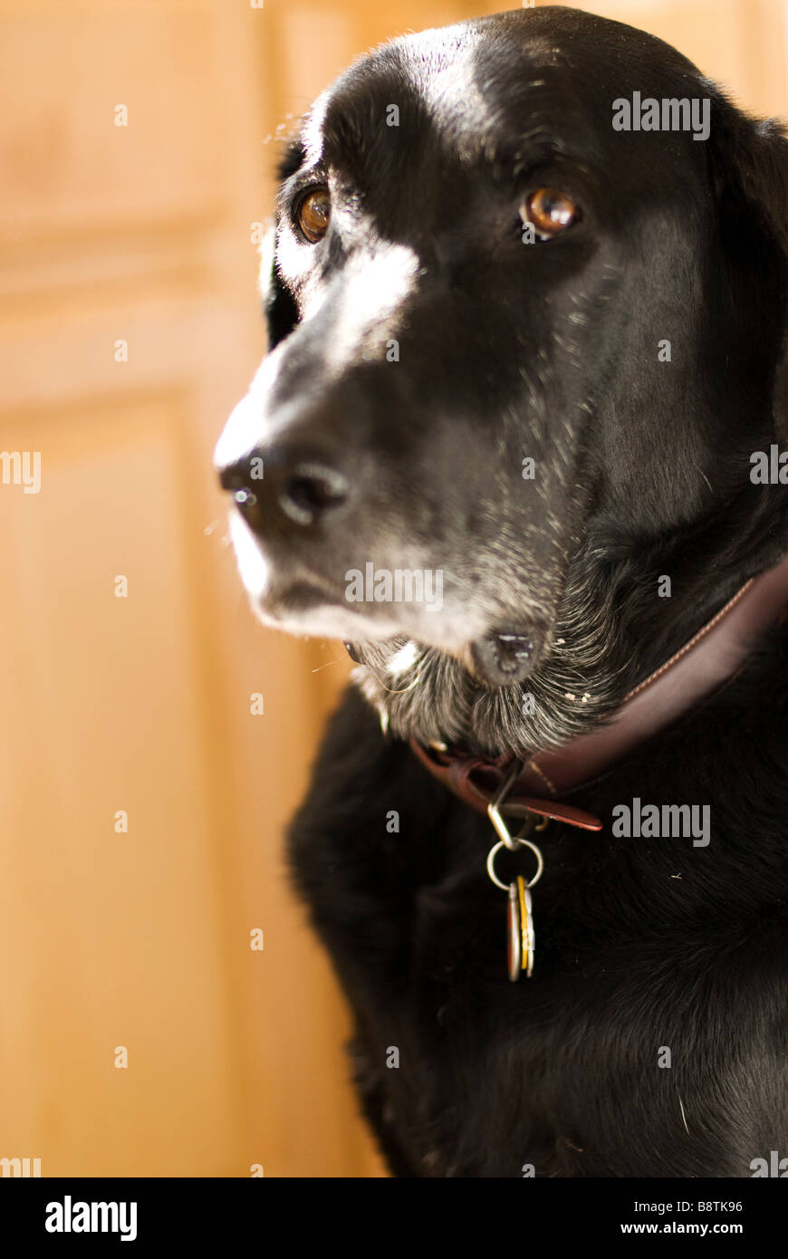 schwarzer Labrador sitzend Stockfoto