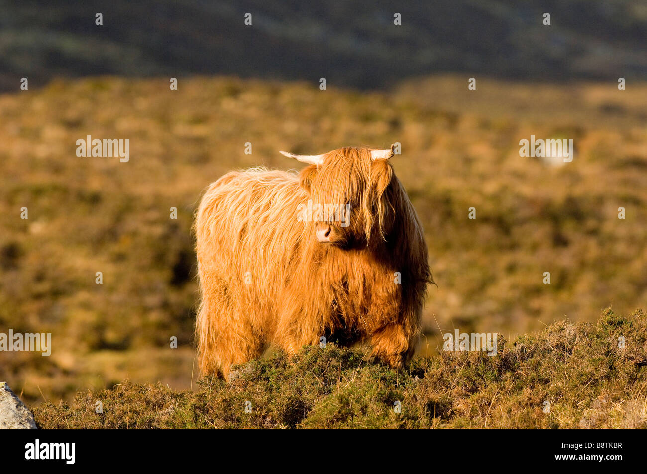 Highland Kuh auf einer Heide Moor auf der Isle Of Skye, Schottisches Hochland. Stockfoto