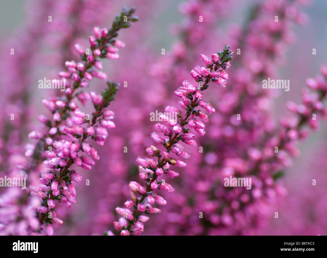 Nahaufnahme von Heidekraut in Rosa mit einem Makroobjektiv aufgenommen Stockfoto