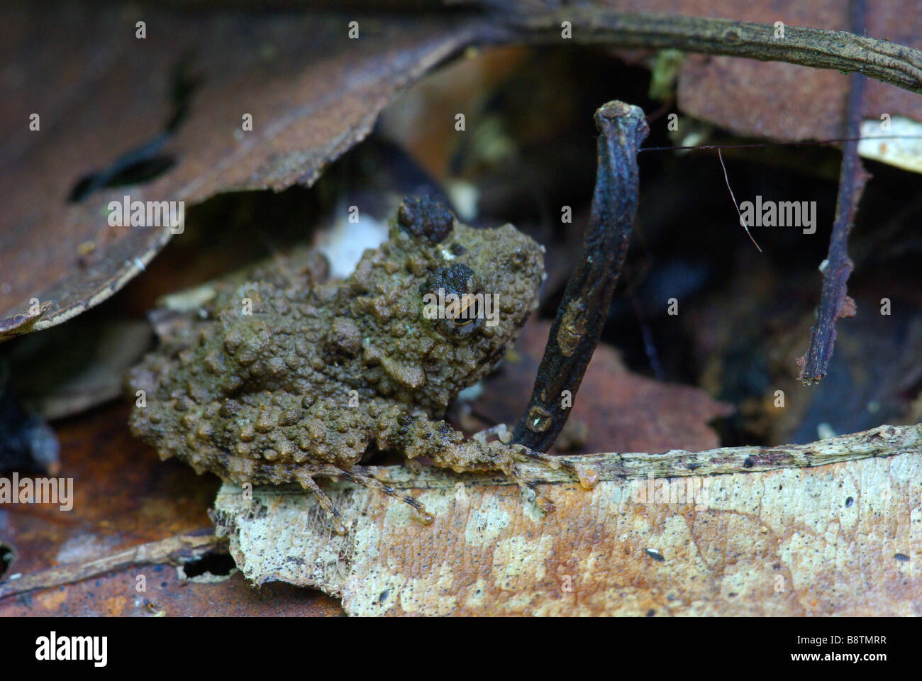 Gephyromantis Horridus Stockfotos und bilder Kaufen Alamy