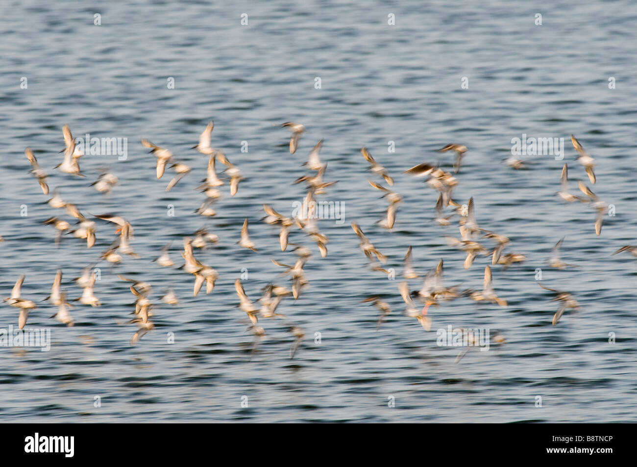 Herde von roten Knoten im Flug bei Snettisham Rspb reserve Stockfoto