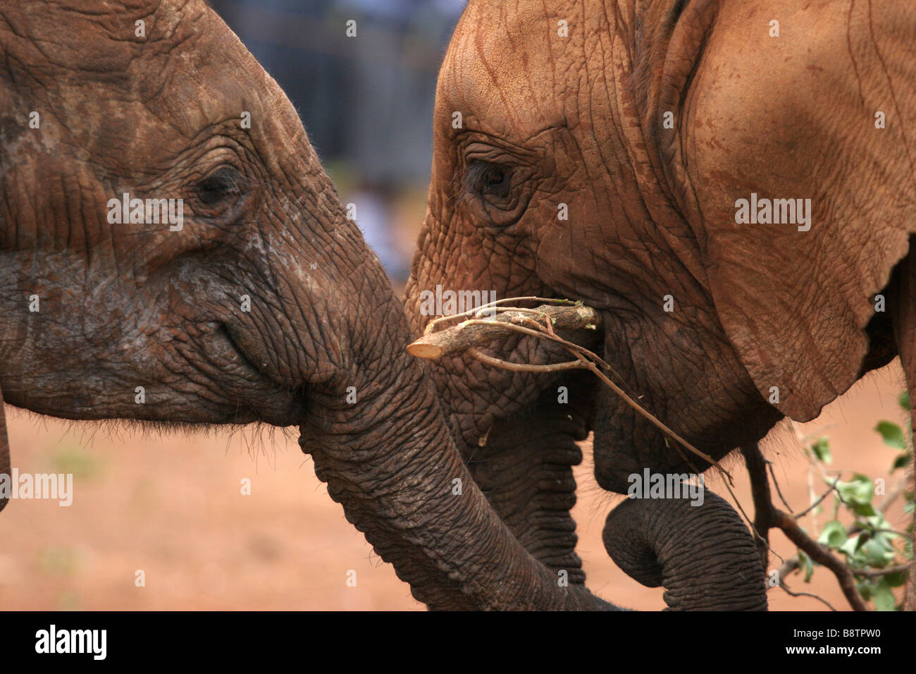 Afrikanische Elephante, Cub in Nairobi Elefant Recovery Center Stockfoto