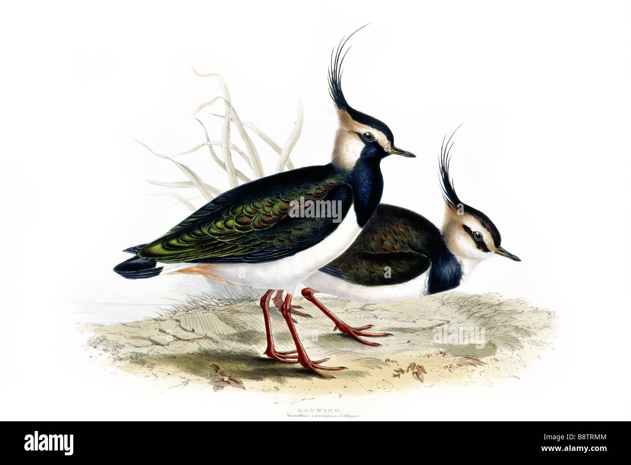Vögel von Europa Kiebitz Vanellus Criststus durch John Gould London 1837 aus der Bibliothek in Blickling Hall Stockfoto