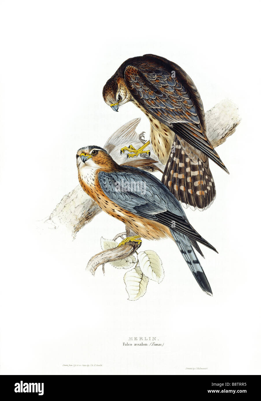 Vögel von Europa MERLIN Falco Aesalon durch John Gould London 1837 aus der Bibliothek in Blickling Hall Stockfoto