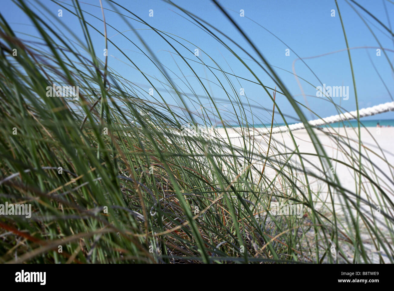 Gräser auf South Beach Miami Florida Stockfoto