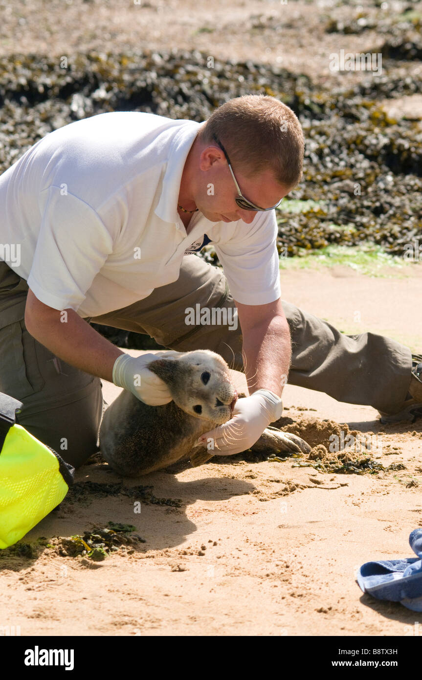 Marine Medic Behandlung von jungen Seehunde Stockfoto