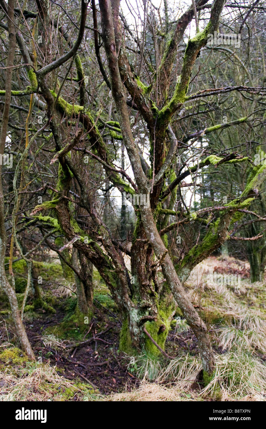 Sterbenden Baum in einem Winterwald Stockfoto