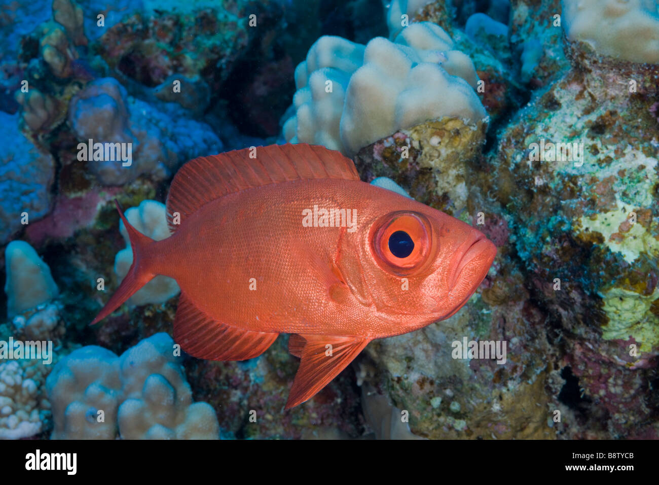 Gemeinsamen roten Bigeye Priacanthus Hamrur Safaga-Rotes Meer-Ägypten Stockfoto