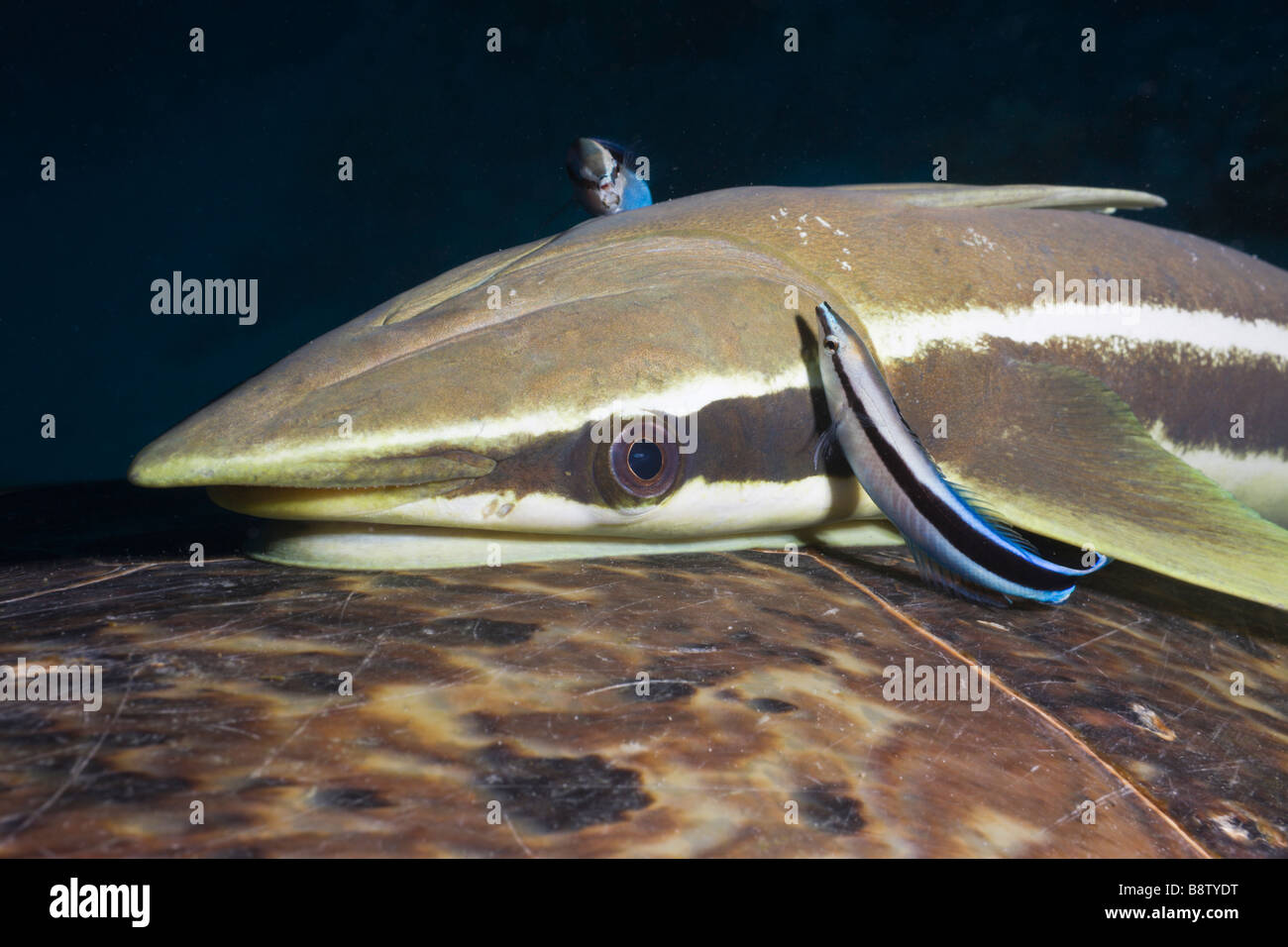 Reinigung der Lippfische und Sharksucker Echeneis Naucrates Marsa Alam Rotes Meer Ägypten Stockfoto