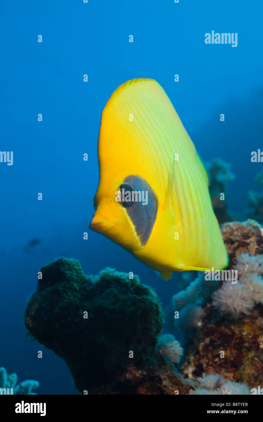 Maskierte Butterflyfish Chaetodontidae Semilarvatus Elphinestone Reef-Rotes Meer-Ägypten Stockfoto
