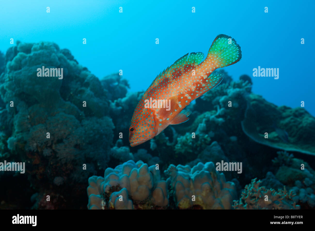 Korallen-Zackenbarsch Cephalopholis Miniatus Nuweiba Sinai Rotes Meer Ägypten Stockfoto
