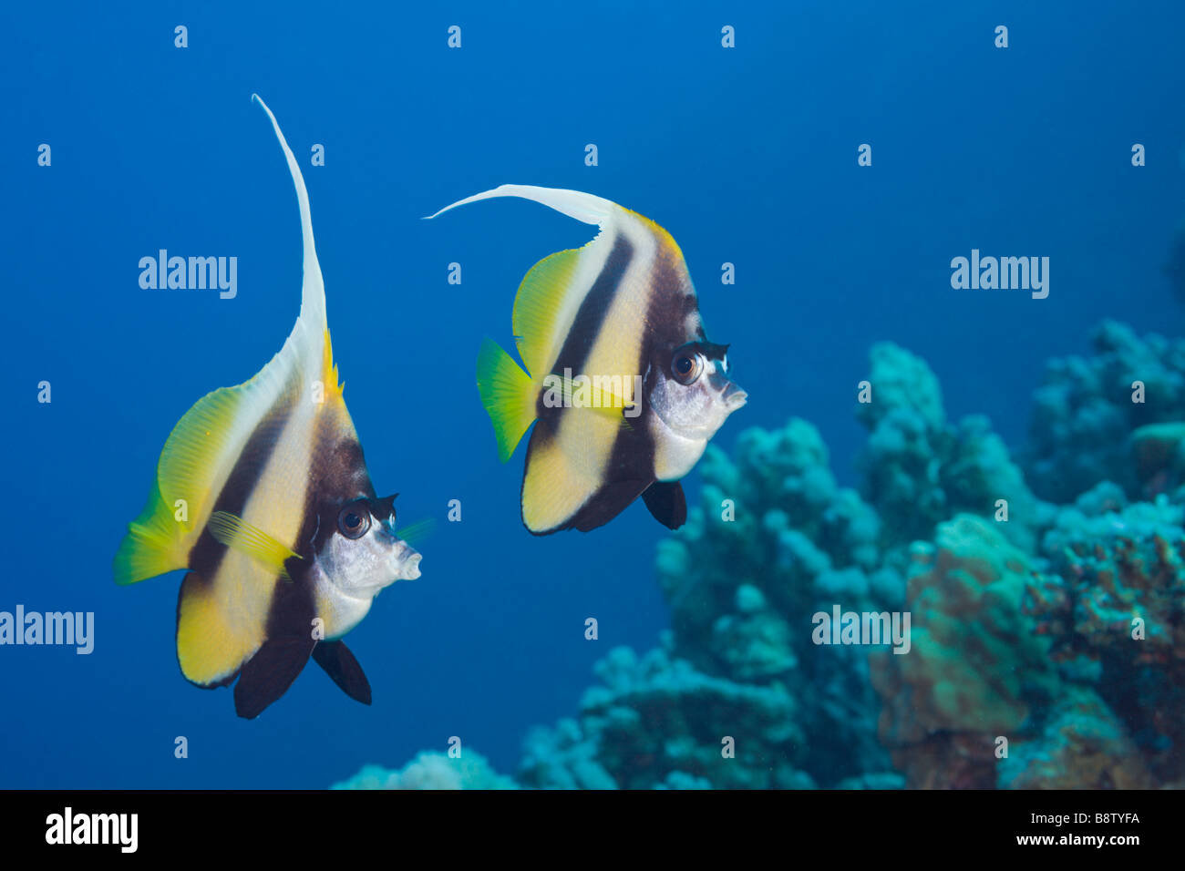 Red Sea Bannerfish Heniochus Intermedius Safaga-Rotes Meer-Ägypten Stockfoto