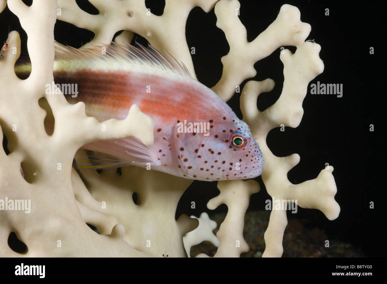 Blackside Hawkfish in Fire Coral Paracirrhites Forsteri Daedalus Riff-Rotes Meer-Ägypten Stockfoto