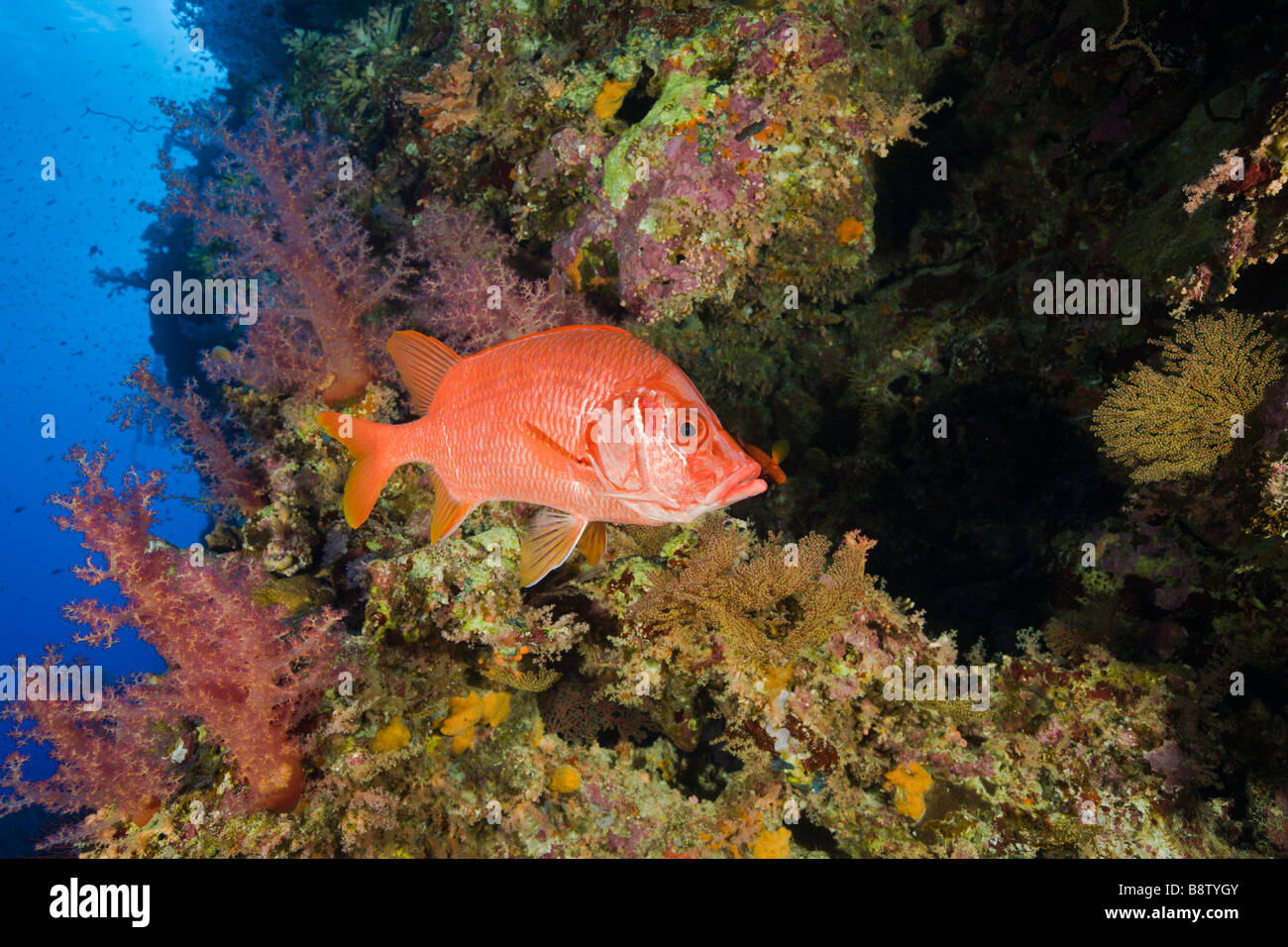 Longjawed Squirrelfish im Korallenriff Sargocentron Spiniferum Elphinestone Reef-Rotes Meer-Ägypten Stockfoto