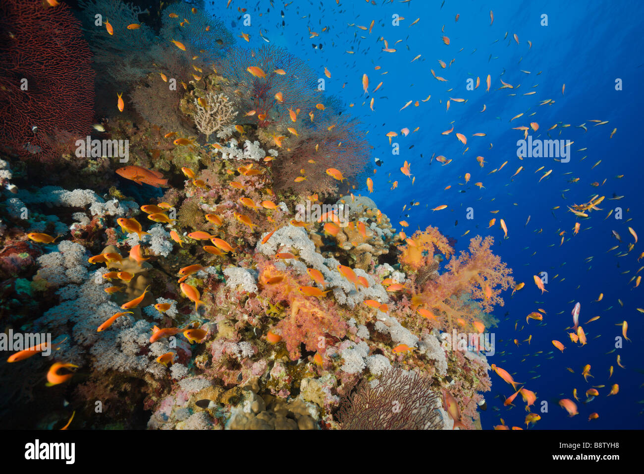 Anthias und Korallenriff Pseudanthias Squamipinnis Elphinestone Reef-Rotes Meer-Ägypten Stockfoto