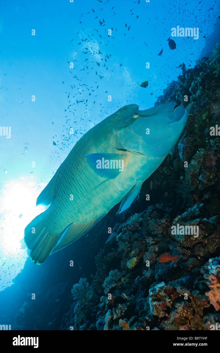 Napoleon-Lippfisch Cheilinus Undulatus Elphinestone Reef-Rotes Meer-Ägypten Stockfoto