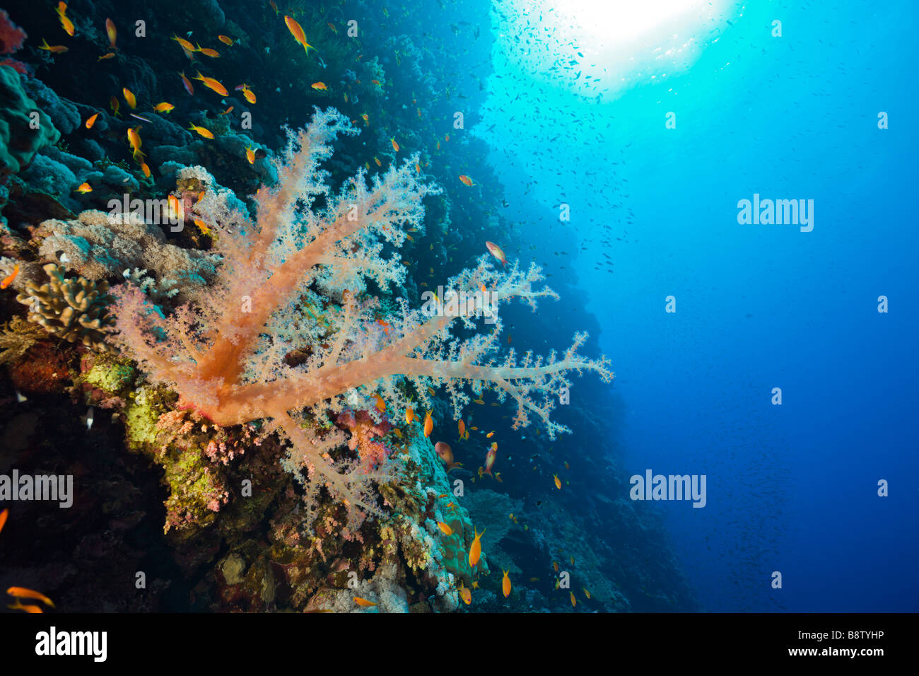 Weichkorallen im Coral Reef Dentronephthya Elphinestone Reef-Rotes Meer-Ägypten Stockfoto