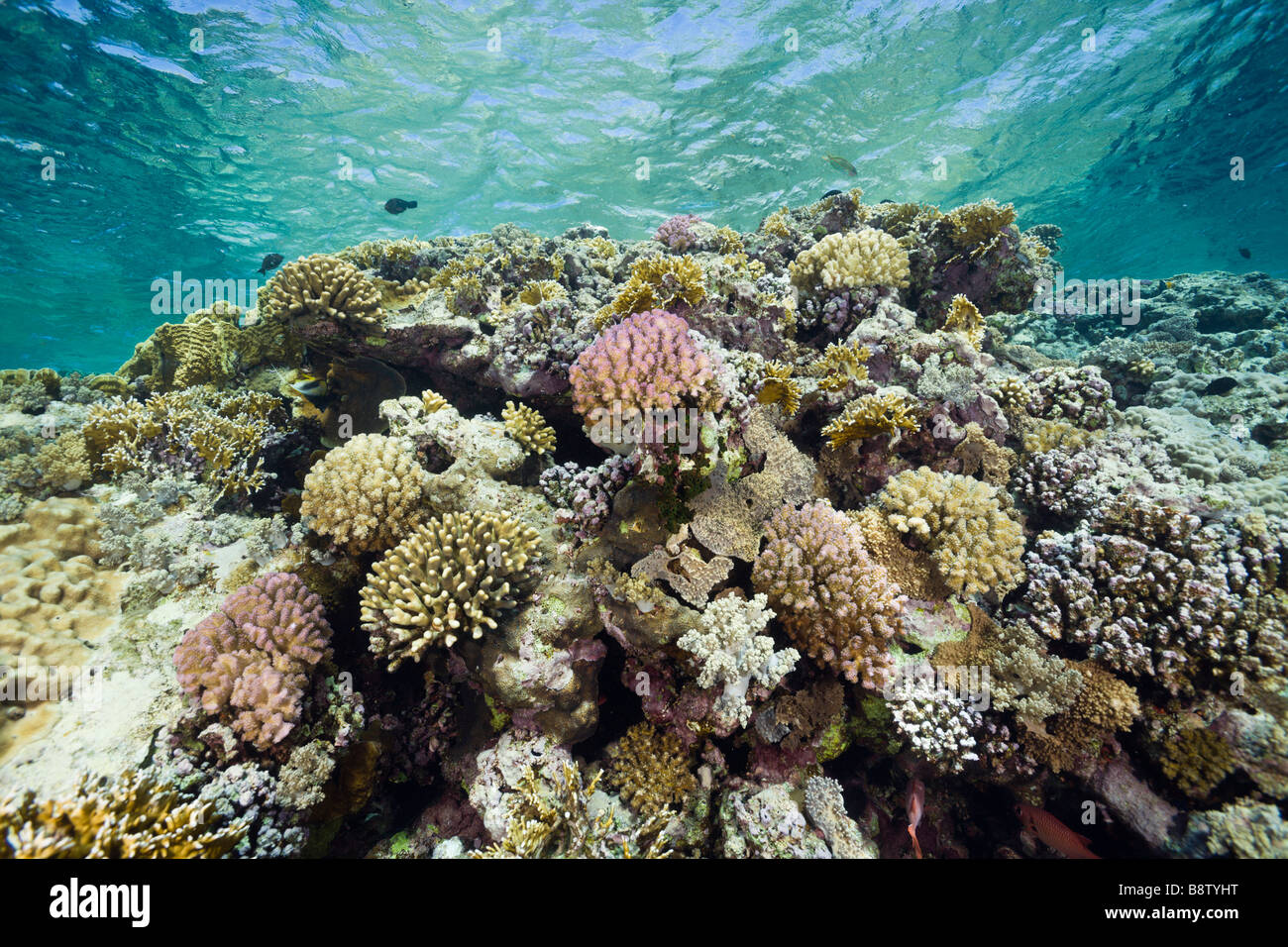 Harte Korallen am Riff Top Acropora Elphinestone Reef-Rotes Meer-Ägypten Stockfoto