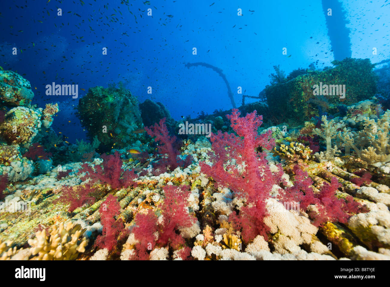 Korallen bedecken Numidien-Wrack-Bruder-Inseln-Rotes Meer-Ägypten Stockfoto