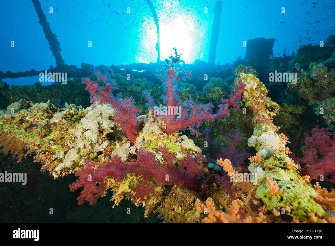 Korallen bedecken Numidien-Wrack-Bruder-Inseln-Rotes Meer-Ägypten Stockfoto