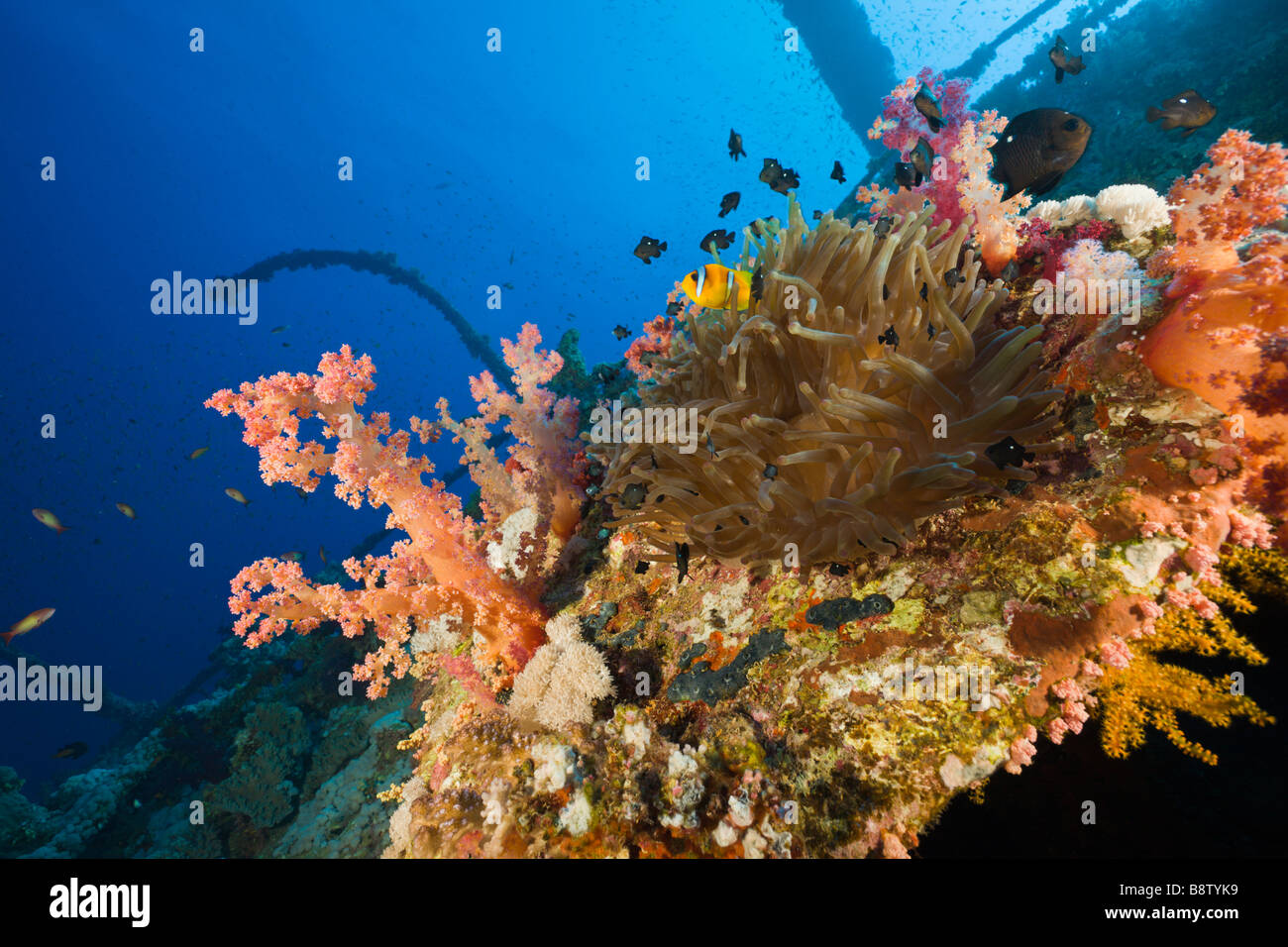 Seeanemone in Numidien Wrack Heteractis Magnifica Brother Islands-Rotes Meer-Ägypten Stockfoto