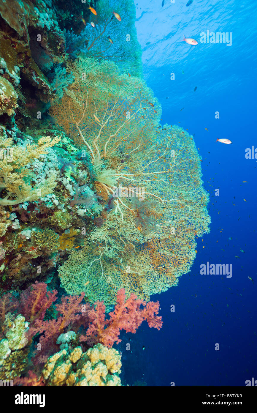 Gorgonien und Weichkorallen Supergorgia sp Elphinestone Reef Rotes Meer Ägypten Stockfoto