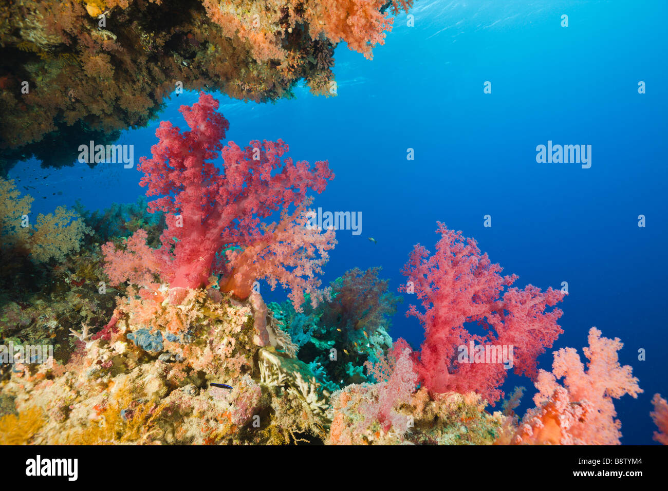 Rote Korallen-Dentronephthya-Elphinestone Reef-Rotes Meer-Ägypten Stockfoto
