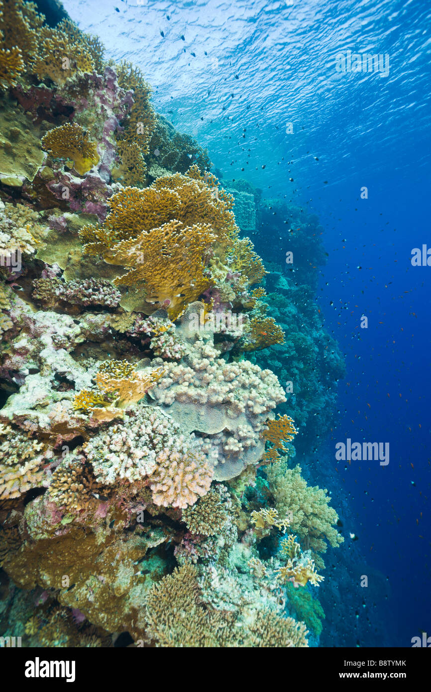 Feuer Korallen und Hartkorallen Millepora Acropora Elphinestone Reef-Rotes Meer-Ägypten Stockfoto