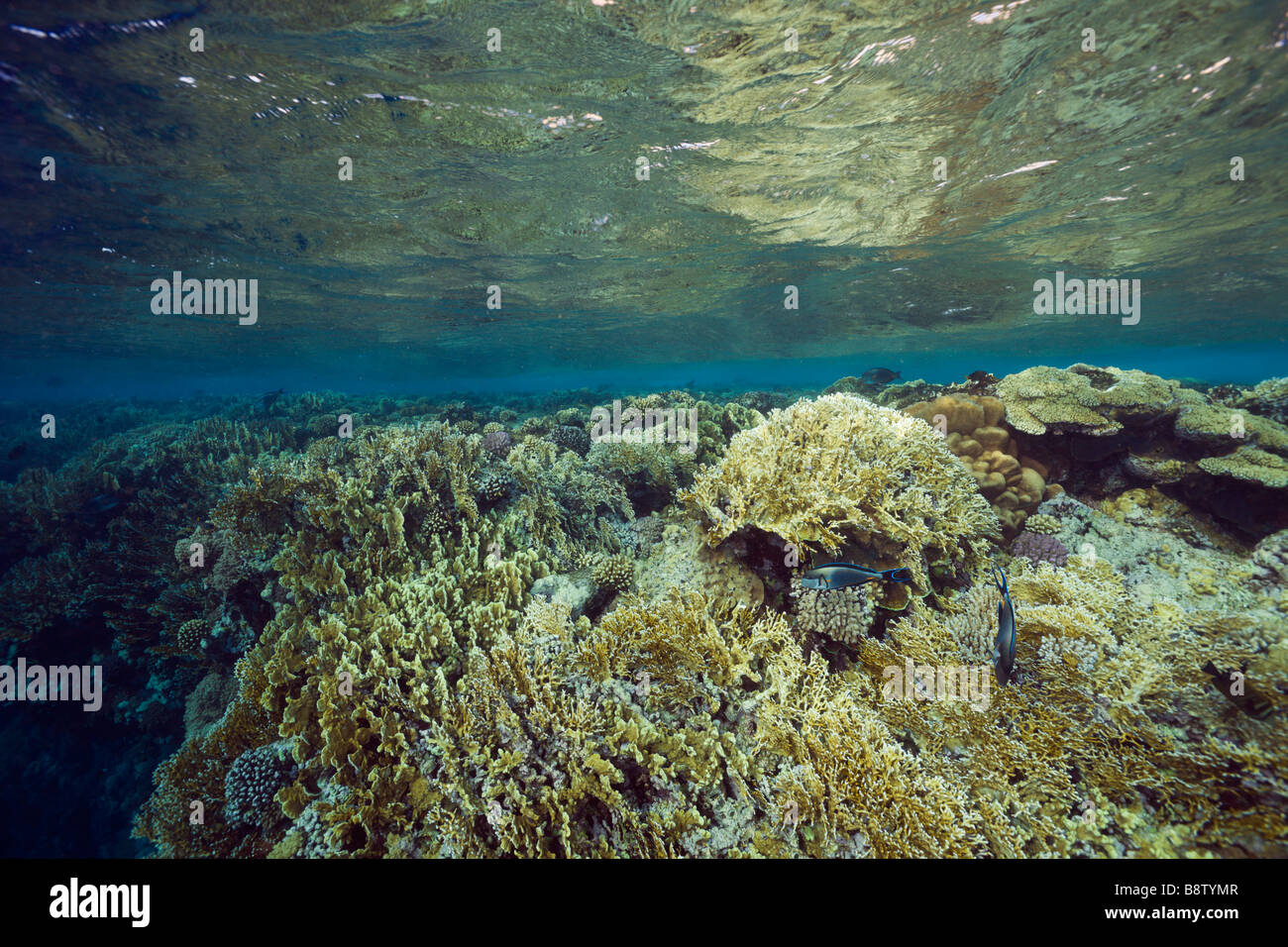 Feuer Korallen und Hartkorallen Millepora Acropora Elphinestone Reef-Rotes Meer-Ägypten Stockfoto
