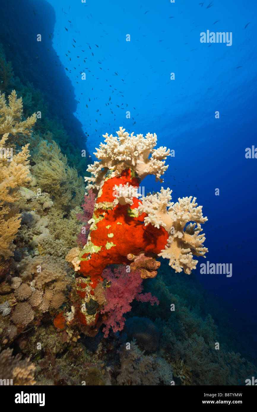 Coral Reef Daedalus Riff-Rotes Meer-Ägypten Stockfoto