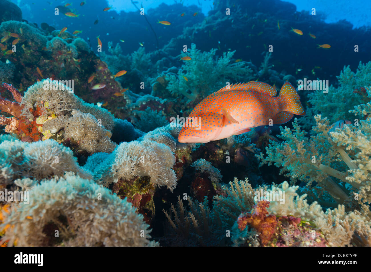 Korallen-Zackenbarsch Cephalopholis Miniatus Ras Mohammed Sinai Rotes Meer Ägypten Stockfoto