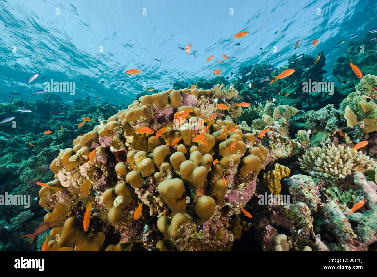 Pavona Korallen und Anthias Pavona Clivus Pseudanthias Ras Mohammed Sinai Rotes Meer Ägypten Stockfoto