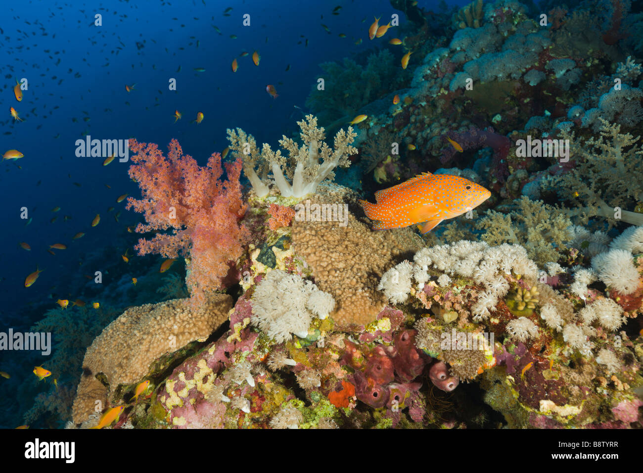 Korallen-Zackenbarsch und weichen Korallen Cephalopholis Miniatus Elphinestone Reef-Rotes Meer-Ägypten Stockfoto