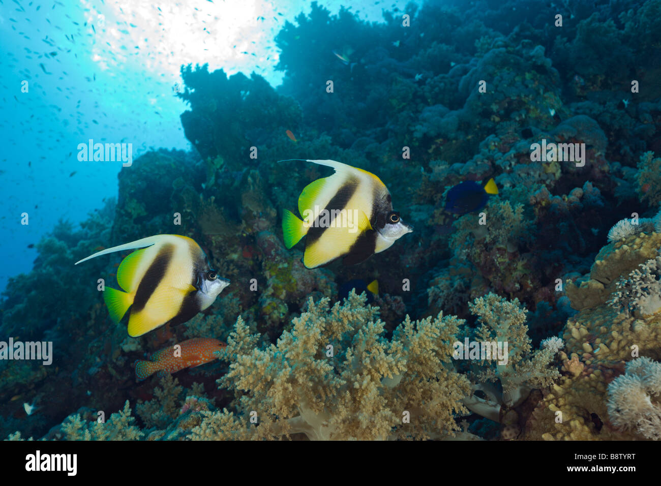 Paar rote Meer Bannerfish Heniochus Intermedius Elphinestone Reef-Rotes Meer-Ägypten Stockfoto