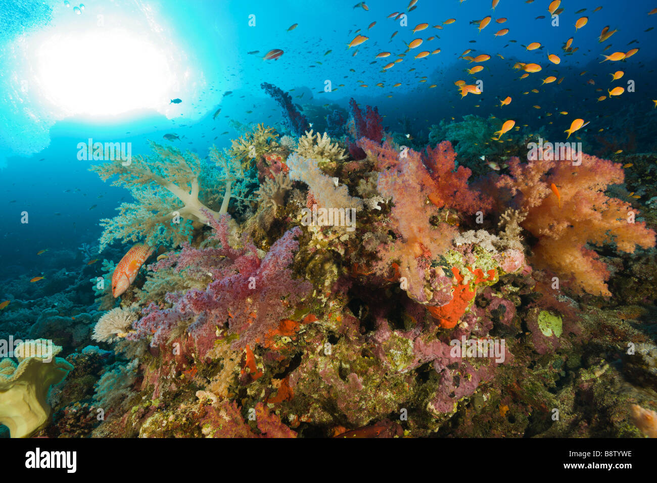 Farbige Weichkorallen-Dentronephthya-Rotes Meer-Ägypten Stockfoto