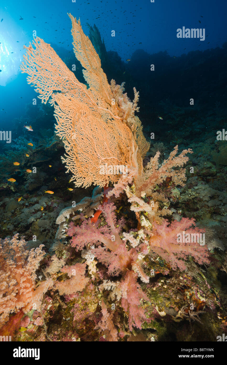 Gorgonien und weichen Korallen Supergorgia sp St. Johns Reef Rotes Meer Ägypten Rotes Meer Korallenriff Stockfoto