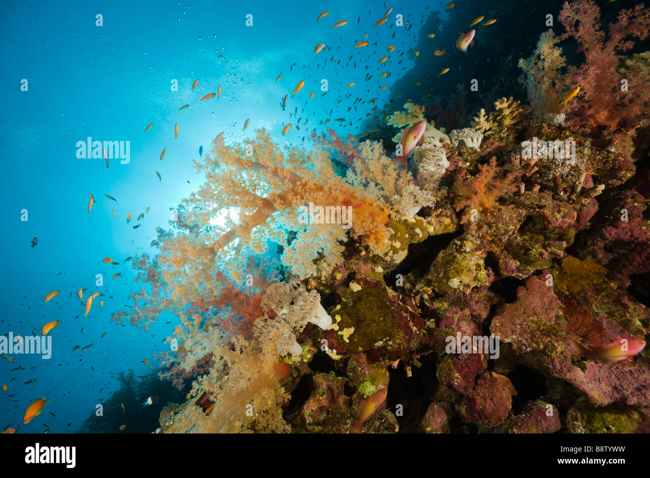 Farbige Weichkorallen Dentronephthya St Johns Riff-Rotes Meer-Ägypten Stockfoto