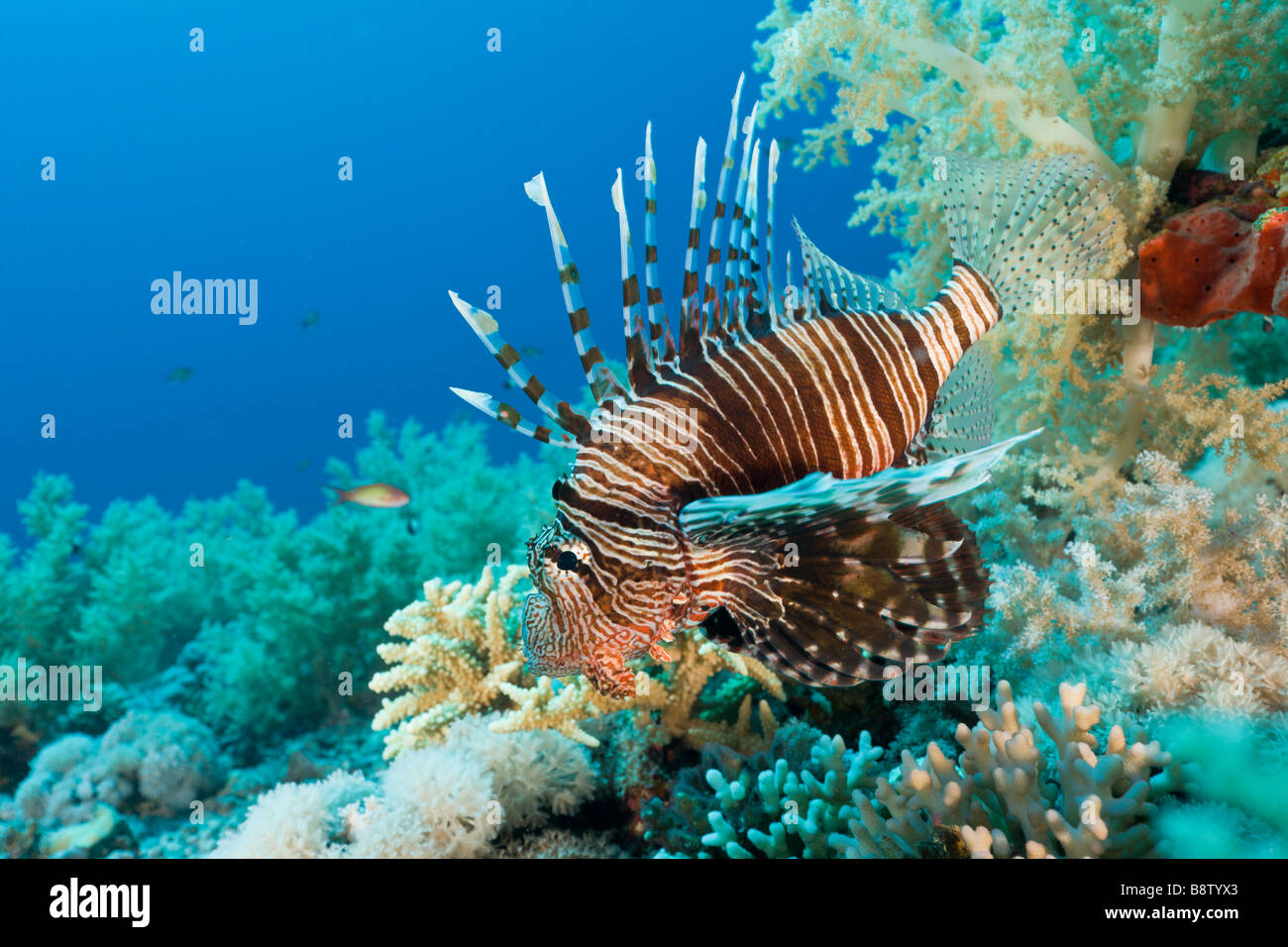 Rotfeuerfisch Pterois Volitans St. Johns Reef Rotes Meer-Ägypten Stockfoto