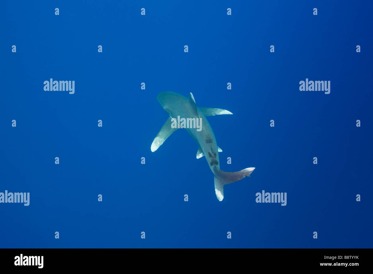 Ozeanische Weißspitzen Hai Carcharhinus Longimanus Elphinestone Reef-Rotes Meer-Ägypten Stockfoto