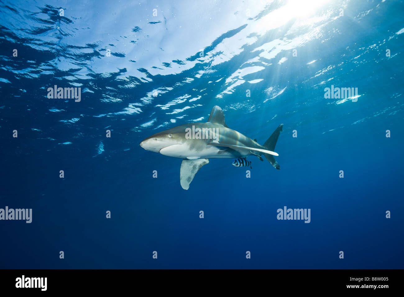 Ozeanische Weißspitzen Hai Carcharhinus Longimanus Brother Islands-Rotes Meer-Ägypten Stockfoto