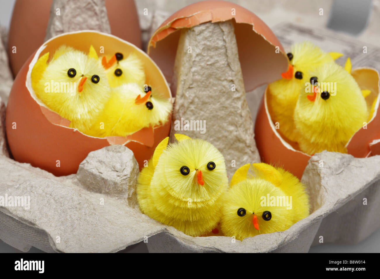 Ostern-Küken schlüpfen aus Muscheln in einem Eierkarton Stockfoto