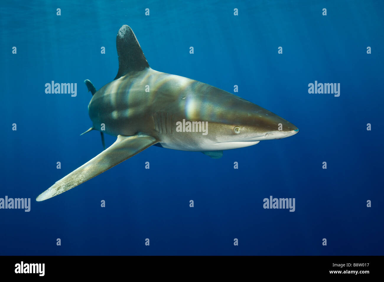 Ozeanische Weißspitzen Hai Carcharhinus Longimanus Brother Islands-Rotes Meer-Ägypten Stockfoto