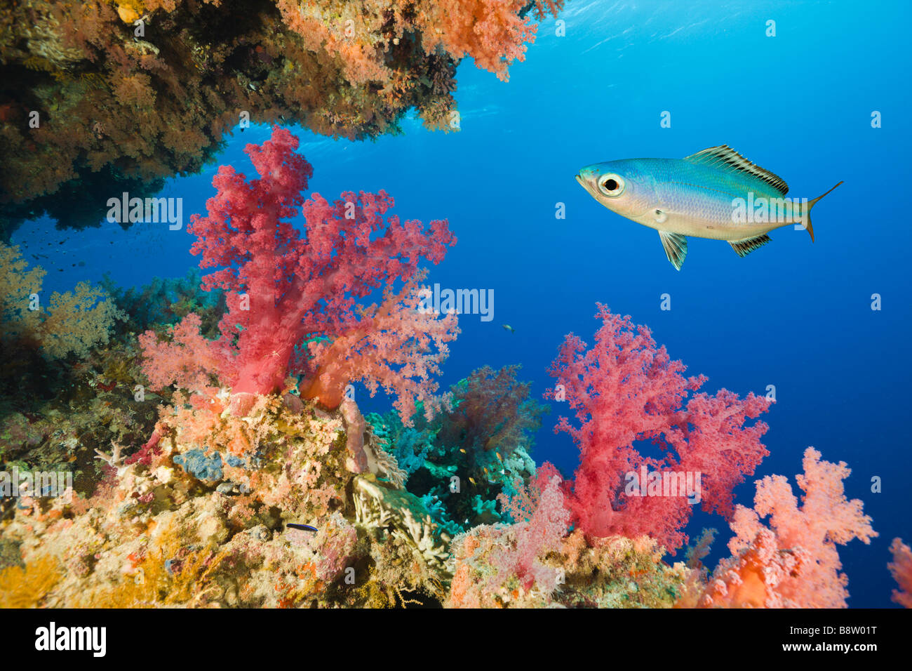 Farbige weiche Korallen Dentronephthya St. Johns Reef Rotes Meer Ägypten Stockfoto