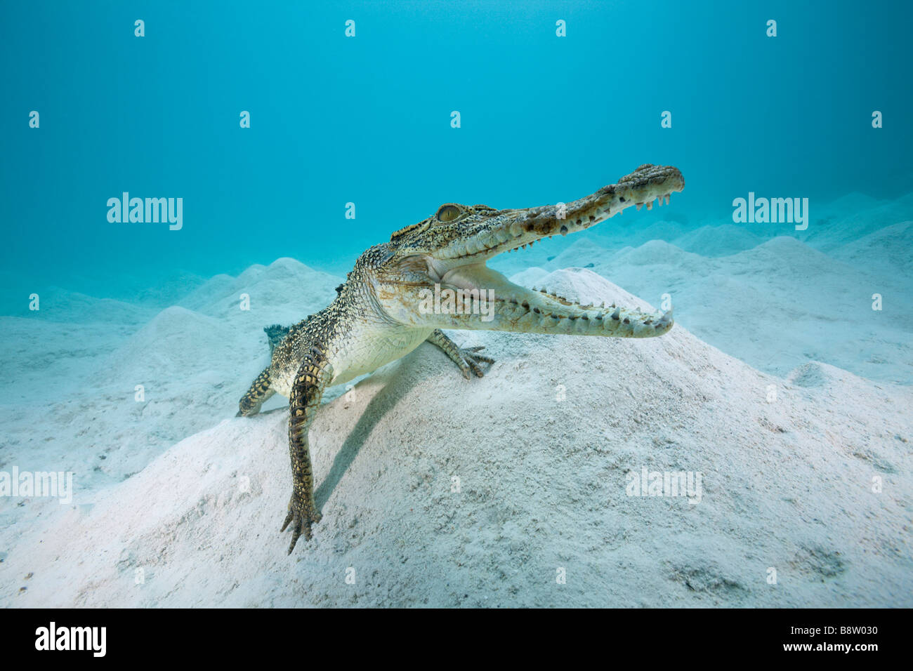 Salzwasser Krokodil Crocodylus Porosus Queensland Australien Stockfoto