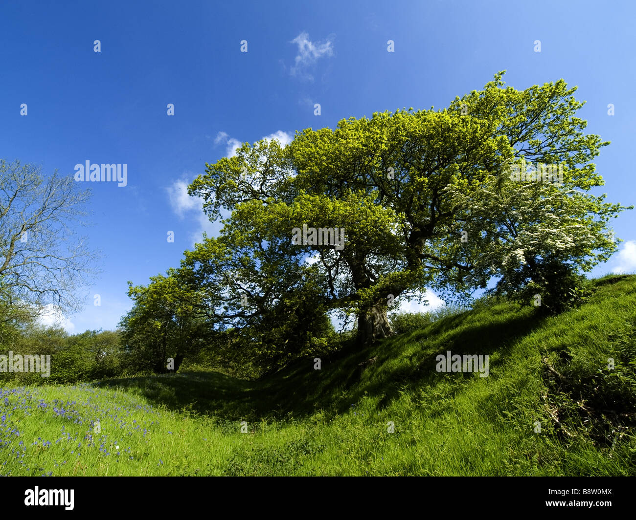 Eiche Offas Dyke Garbett Shropshire England UK Stockfoto