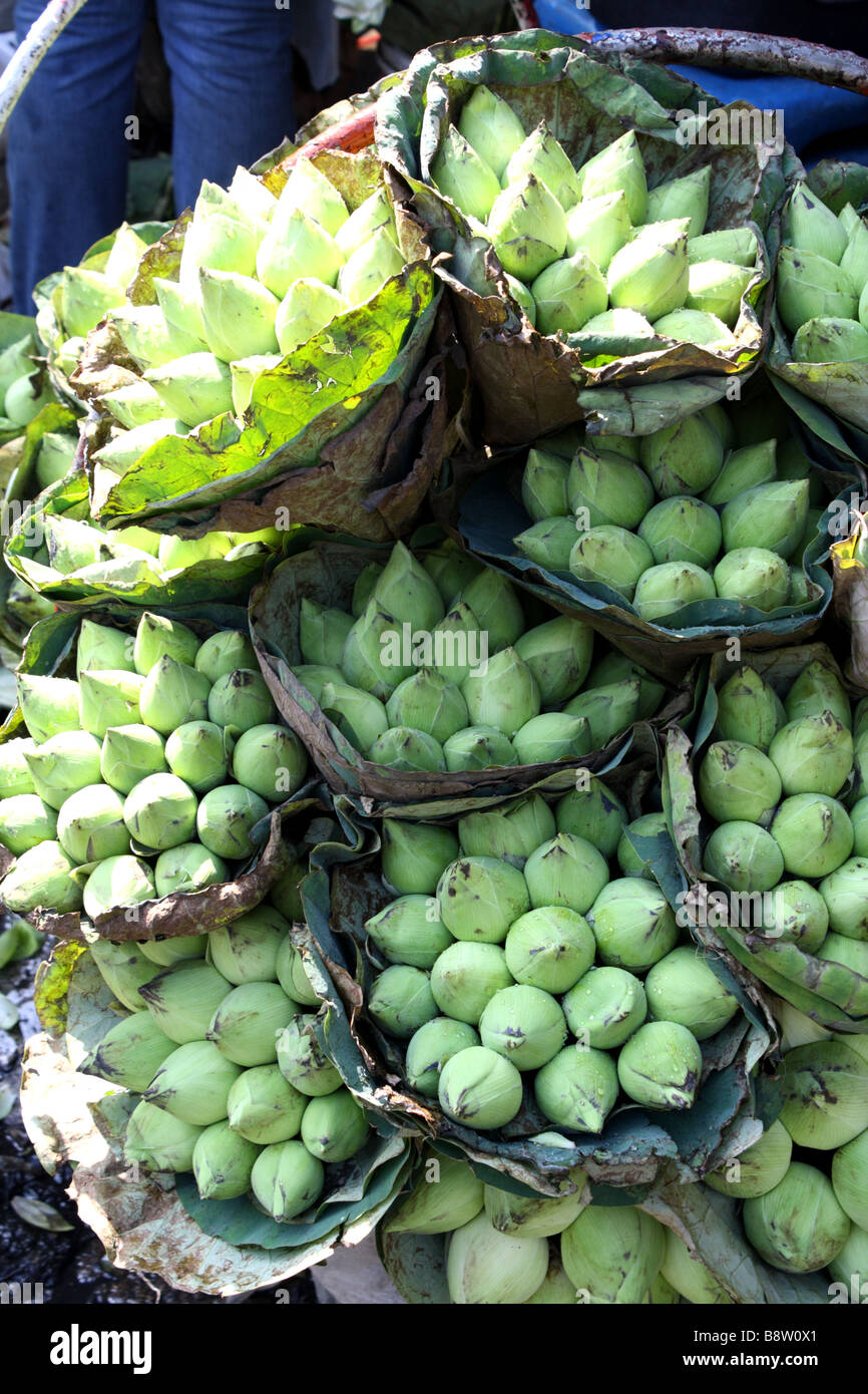 Lotus, Pak Khlong Talat, Blumenmarkt, Bangkok, Thailand Stockfoto