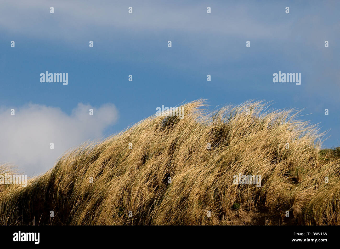 Dünengebieten Grass vor blauem Himmel. Stockfoto