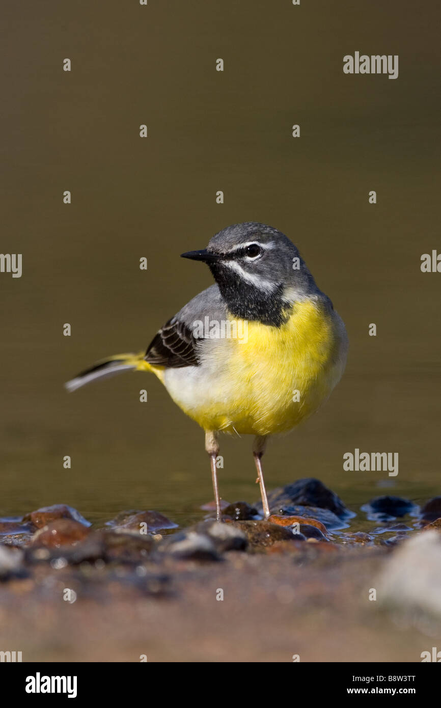 Graue Bachstelze Motacilla cinerea Stockfoto