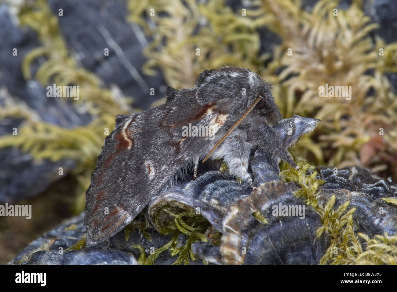 Eisen prominente Motte, Notodonta Dromedarius, ruht auf Halterung Pilz Stockfoto