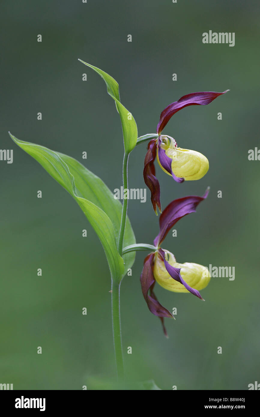 Ladys Slipper Orchidee (Cypripedium Calceolus), Blumen Stockfoto